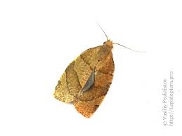 Attēlu rezultāti vaicājumam “Pandemis cerasana”