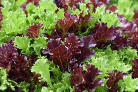 Image result for Pflücksalat