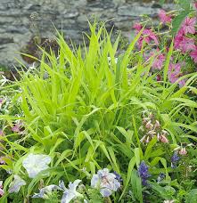 Attēlu rezultāti vaicājumam “Phalaroides arundinacea fruit”