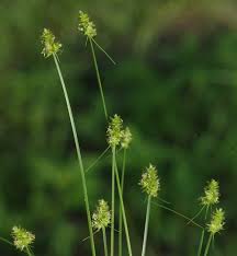 Attēlu rezultāti vaicājumam “Carex cespitosa flower”