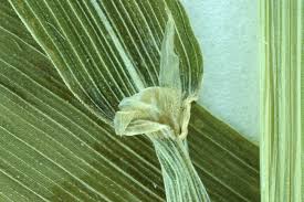 Attēlu rezultāti vaicājumam “Cinna latifolia”