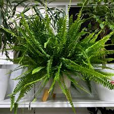 Image result for НЕФРОЛЕПИС (Nephrolepis