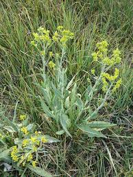 Attēlu rezultāti vaicājumam “Erysimum cheiranthoides leaf”