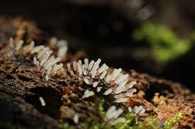 Attēlu rezultāti vaicājumam “Stemonitopsis typhina macro”