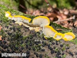 Attēlu rezultāti vaicājumam “Antrodiella serpula”