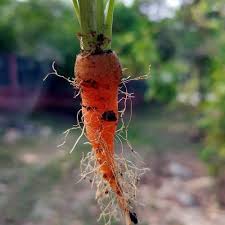 Attēlu rezultāti vaicājumam “Daucus sativus flower”