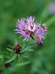 Attēlu rezultāti vaicājumam “Centaurea jacea flower”