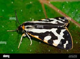 Attēlu rezultāti vaicājumam “Parasemia plantaginis female”