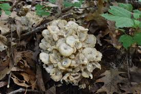 Attēlu rezultāti vaicājumam “Polyporus umbellatus”
