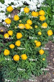 Attēlu rezultāti vaicājumam “Trollius europaeus”