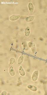Attēlu rezultāti vaicājumam “Macrotyphula juncea”