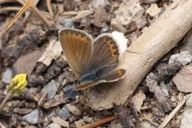Attēlu rezultāti vaicājumam “Plebejus argus female”