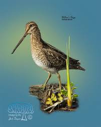 Image result for Gallinago delicata