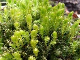 Attēlu rezultāti vaicājumam “Mnium stellare”