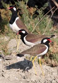 Attēlu rezultāti vaicājumam “Vanellus vanellus”