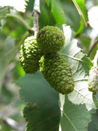 Attēlu rezultāti vaicājumam “Alnus incana leaf”