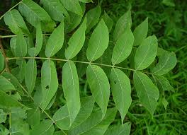 Attēlu rezultāti vaicājumam “Juglans cinerea leaf”