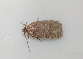 Attēlu rezultāti vaicājumam “Agonopterix ciliella imago”