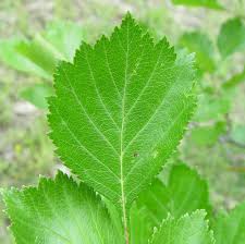 Attēlu rezultāti vaicājumam “Crataegus x macrocarpa leaf”