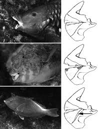 Image result for Sparisoma amplum