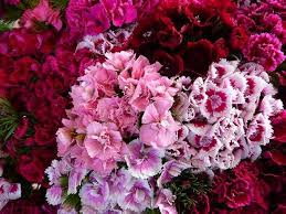 Image result for Dianthus barbatus
