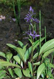 Attēlu rezultāti vaicājumam “Swertia perennis leaf”