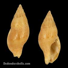 Image result for Buccinum undatum