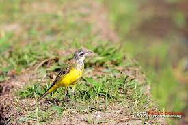 Attēlu rezultāti vaicājumam “Motacillidae”