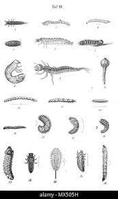 Attēlu rezultāti vaicājumam “Silpha sp.”