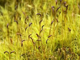 Attēlu rezultāti vaicājumam “Dicranales”