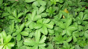 Attēlu rezultāti vaicājumam “Potentilla reptans”