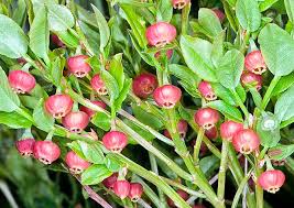Attēlu rezultāti vaicājumam “Vaccinium myrtillus flower”