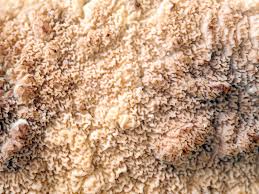 Attēlu rezultāti vaicājumam “Phlebia serialis”