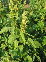 Attēlu rezultāti vaicājumam “Amaranthus retroflexus leaf”