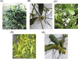 Attēlu rezultāti vaicājumam “Viscum album female flower”