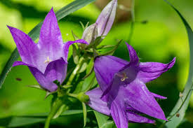Attēlu rezultāti vaicājumam “Campanula latifolia flower”
