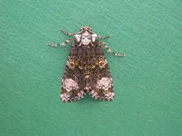 Attēlu rezultāti vaicājumam “Craniophora ligustri”