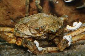 Image result for Hyas araneus