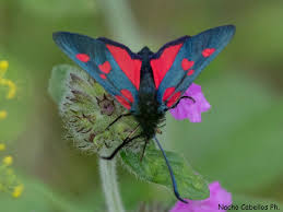 Attēlu rezultāti vaicājumam “Zygaena viciae”