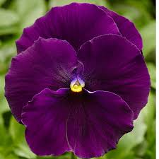 Image result for Viola wittrockiana