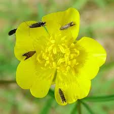 Attēlu rezultāti vaicājumam “Glyphipterigidae”