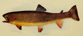Image result for Oncorhynchus clarkii
