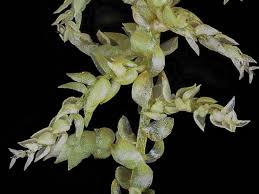 Attēlu rezultāti vaicājumam “Sphagnum tenellum”