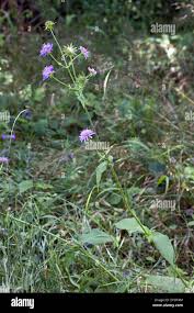 Image result for Knautia dipsacifolia