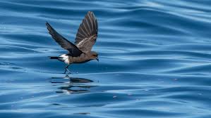 Image result for Oceanites oceanicus