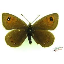 Attēlu rezultāti vaicājumam “Coenonympha glycerion underside”