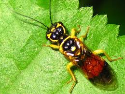 Attēlu rezultāti vaicājumam “Pamphiliidae”