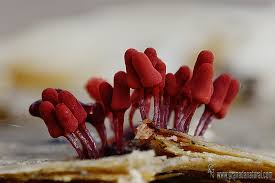 Attēlu rezultāti vaicājumam “Arcyria incarnata”