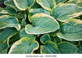 Image result for Hosta fortunei albomarginata
