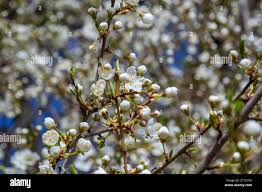 Attēlu rezultāti vaicājumam “Prunus cerasifera var. divaricata flower”